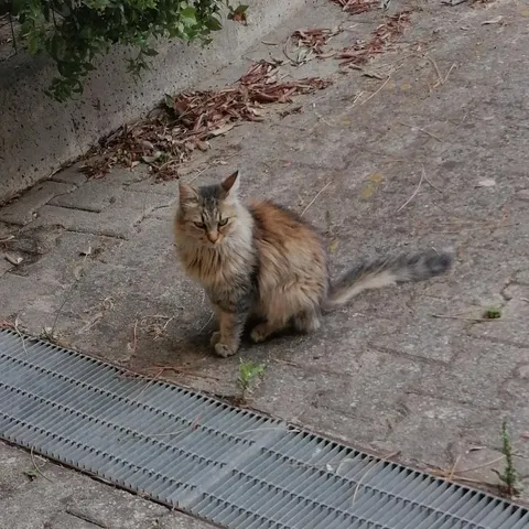 This is Tiger, he run away and has been missing for 2 years and now he reappeared out of nowhere, he doesn't even recognize me...