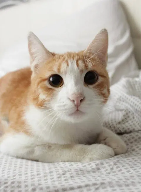 Can we just appreciate these eyes for a second? 🥺