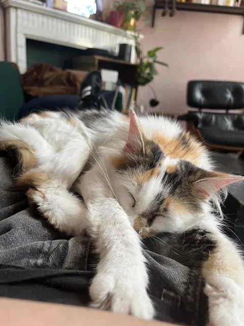 Our new fluffy roommate after just 10 days with us