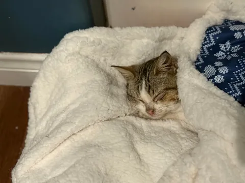 Found this girl shivering and unable to walk at a gas station 🥺