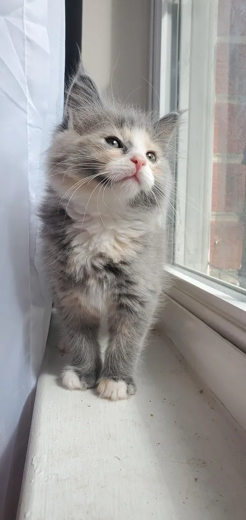 Those eyes could melt anyone’s heart ❤️🐾