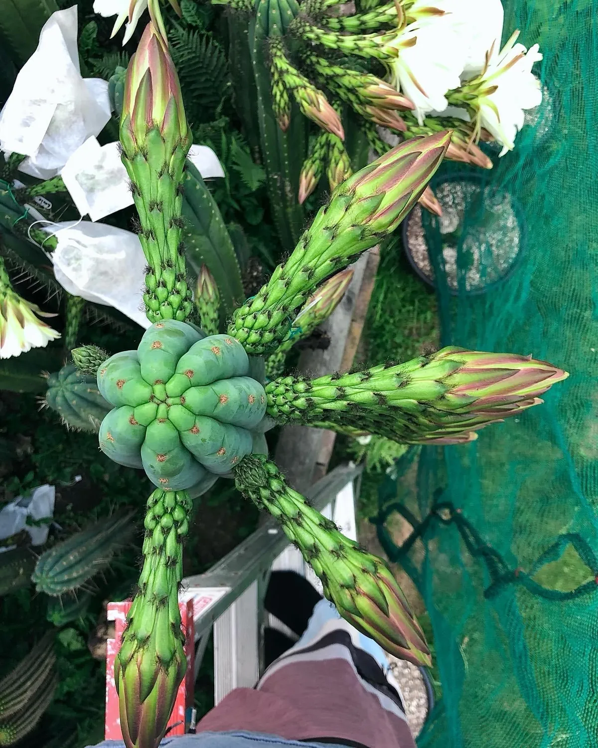 A bit unhinged, yes, but swipe for the flowers