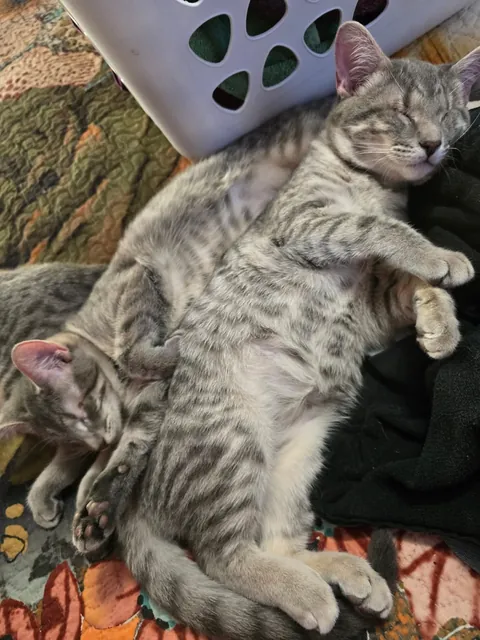 We adopted these eyeless cats and we are in love ❤️