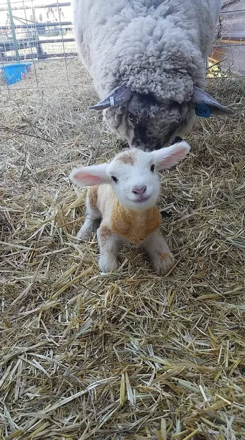 15 minute old lamb