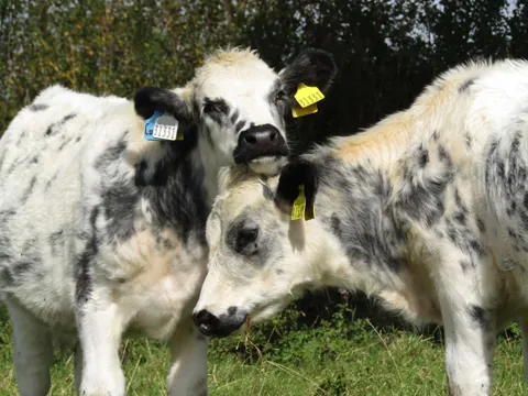 [OC] My 2 girls, Custard and Cream, hanging out today!