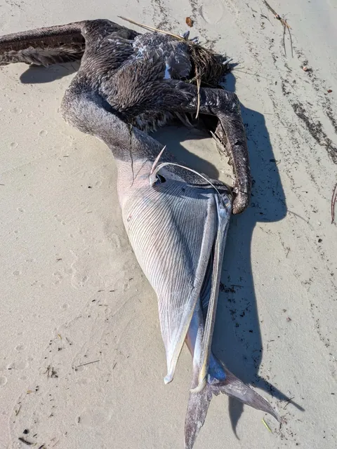 Pelican chokes on Catfish