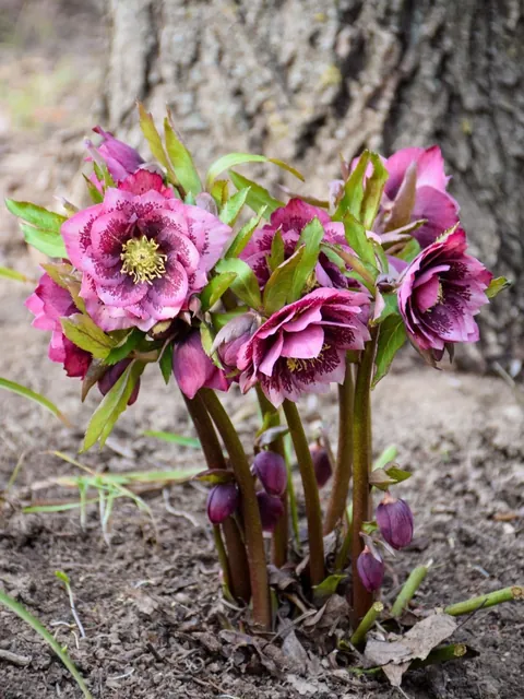 Hellebores from my Serbian garden. 🌸