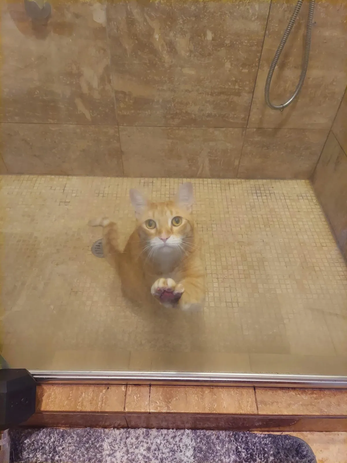 Had to put Mango in Kitty Jail so I can open all my windows and doors to let the cool air in. Otherwise he'd jump out a window, eat my plants in my balcony, or eat my plants in my second room.