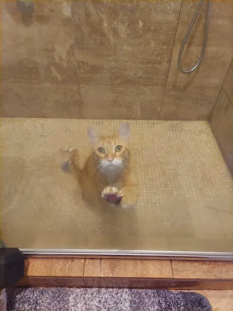 Had to put Mango in Kitty Jail so I can open all my windows and doors to let the cool air in. Otherwise he'd jump out a window, eat my plants in my balcony, or eat my plants in my second room.