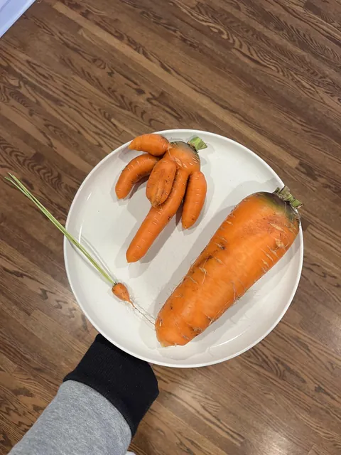 Three carrots from my garden