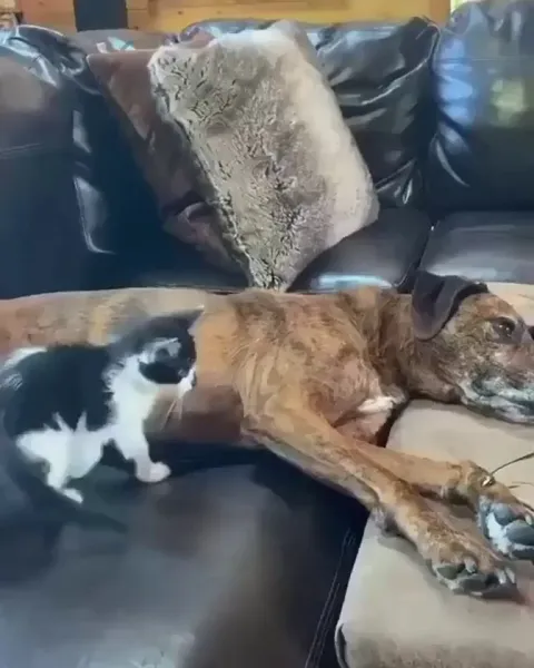 "Looks like you could use some licks doggo"