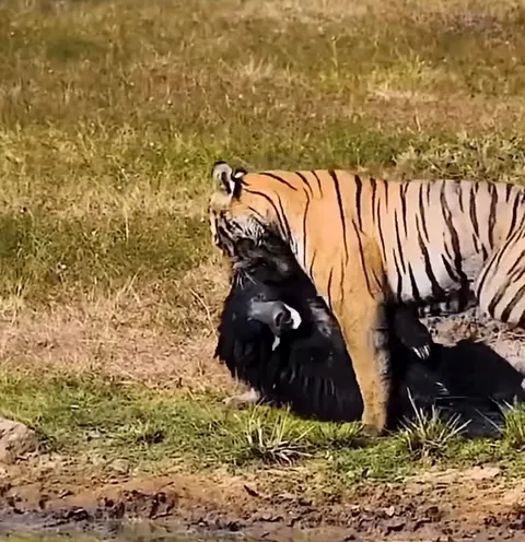 Tiger came out as the victor over a sloth bear