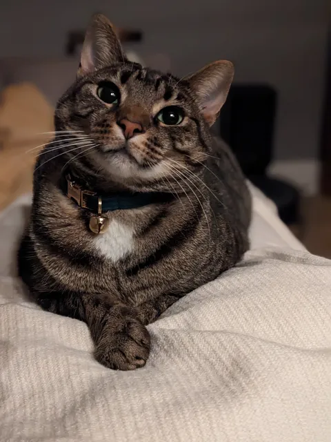 My wife took a photo of her cat. It’s her finest work.