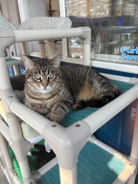 I just hit two years helping at the local animal shelter!