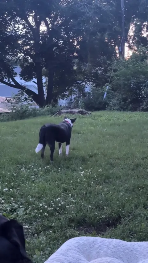 My pup Sharon seeing lightning bugs for the first time.