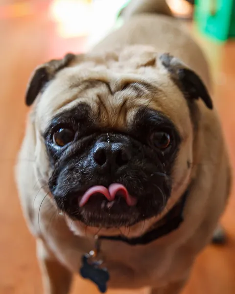 The face of a man who experienced a pup cup and thirsts for more.