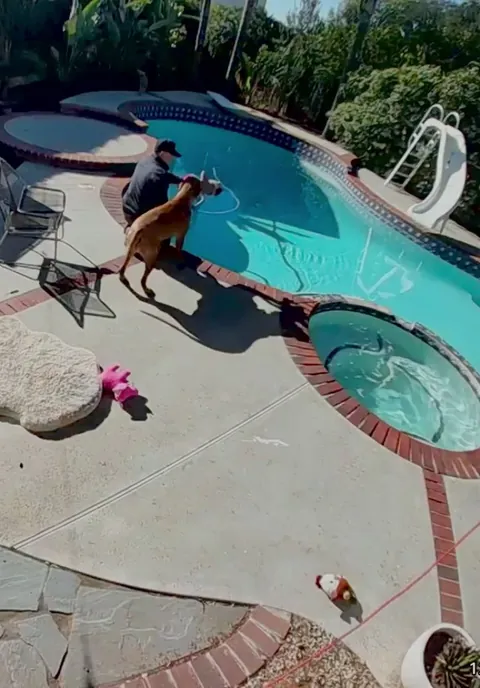 We forgot to put our scary guard dog inside when the new pool guy came.