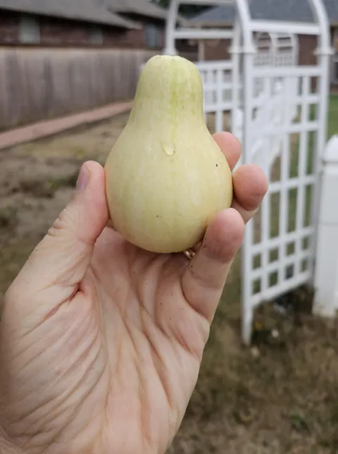 I am ashamed to have grown this butternut squash!