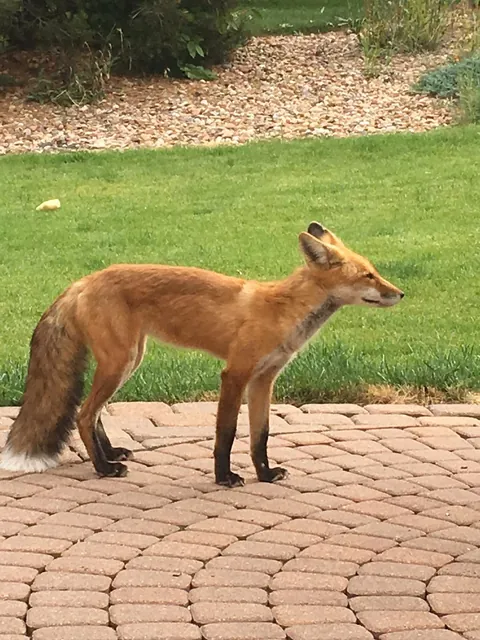 🔥These guys showed up in my yard one day. I took pic to vet as I thought they looked ill. Vet confirmed it was mange— which could kill them