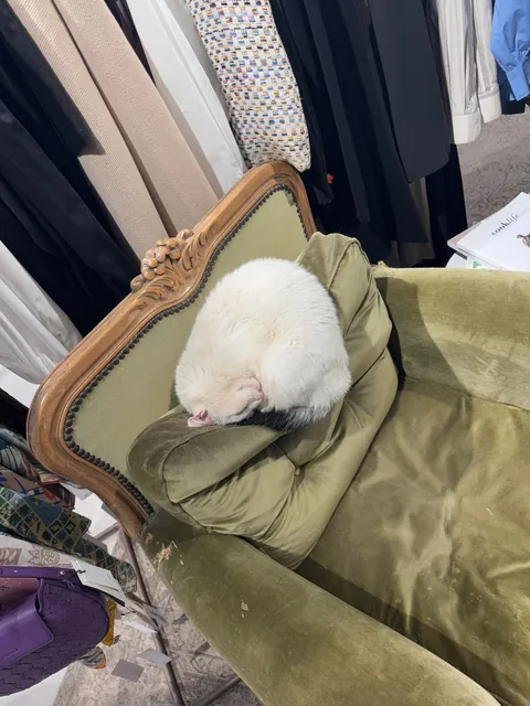 Some Istanbul cats I wanted to share