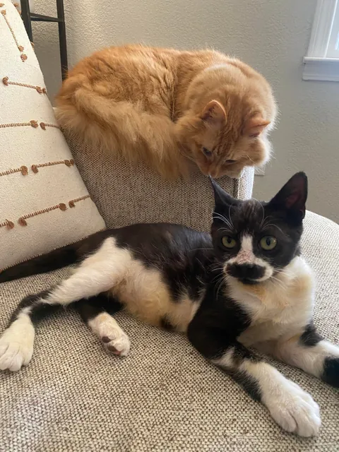 Cosmo’s ✨transformation✨