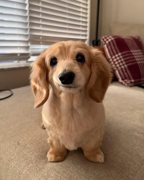 This dog has the most wholesome smile