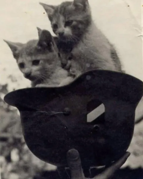 In WWI, around 500,000 cats served in trenches and on ships—controlling rats, boosting morale, and even acting as early gas detectors. They brought comfort to soldiers in the chaos of war. (Some pics are from WWII)
