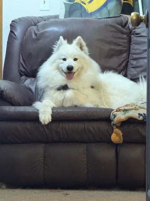 This face here gives me the same gut drop as hearing a toddler say "uh oh" Also she ate a hole in that couch