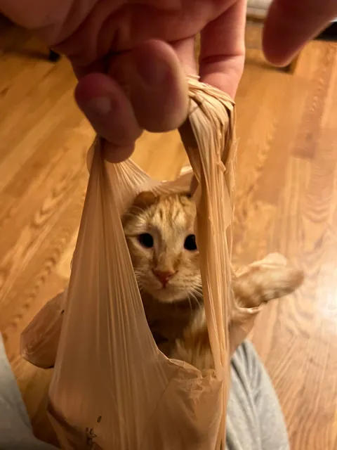 I’ve lost my best friend Link