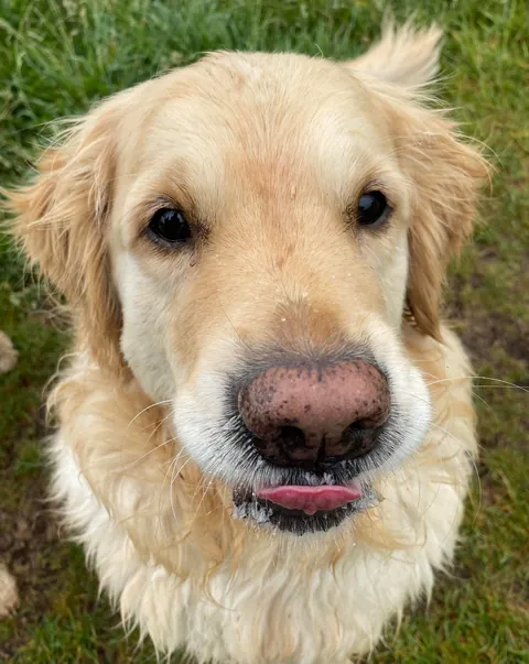 Milo’s nose has lost pigmentation as he’s gotten older