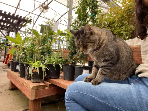 Tigger is always hard at work tending to the plants at this nursery