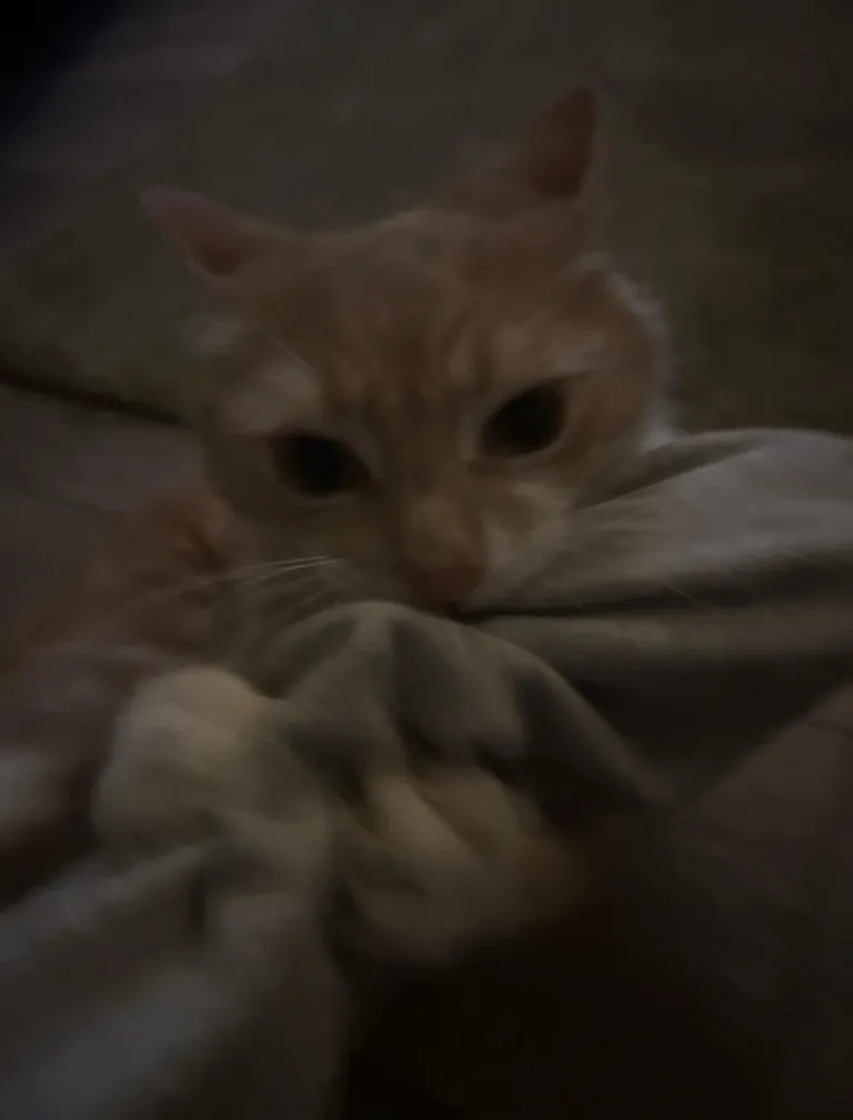 can everyone show me who my Eddie boy is in heaven with ?