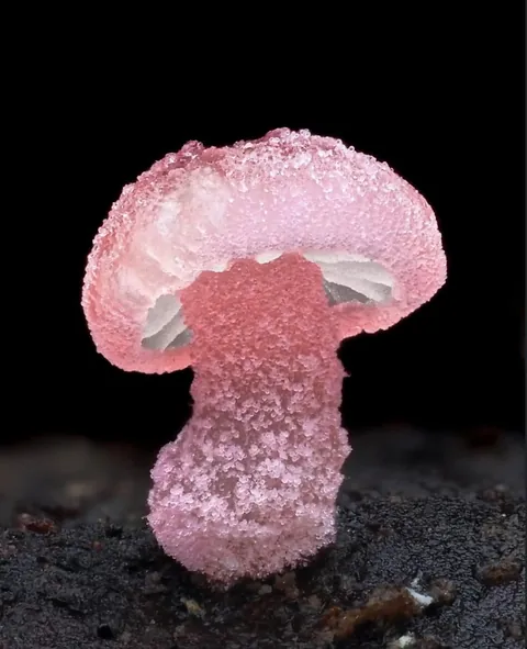 New Zealand photographer takes stunning photos of tiny mushrooms