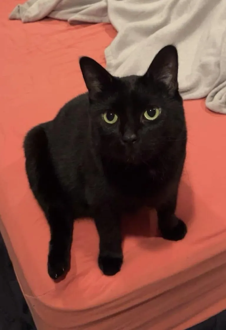 About to make a 16 hour drive to our new house! How to move cat comfortably?