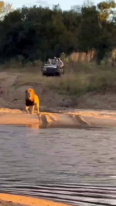 🔥 Dominant male lion crosses a river into enemy territory. Golden light, golden mane, golden eyes 🔥