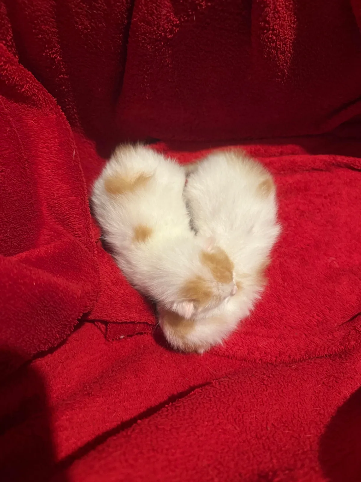 The two sweet angels I rescued showed their thanks by laying in a ❤️