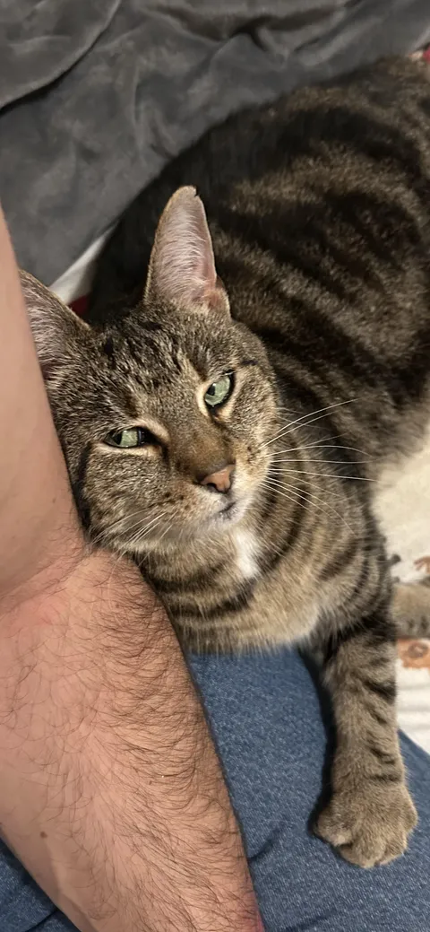 My cat clings to me like we’re newlyweds. No such thing as personal space. Only physical contact.