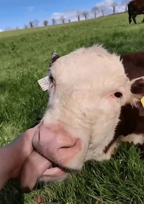 Waffles really loves to get her snoot scratched!!