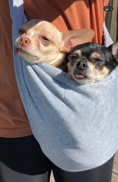 my two peas in a pod🫛🐾