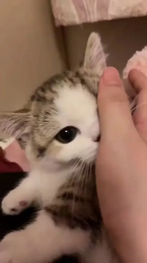 This cat beautiful greets you all