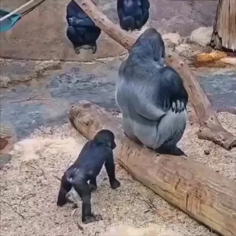Young gorilla having fun with the silver back