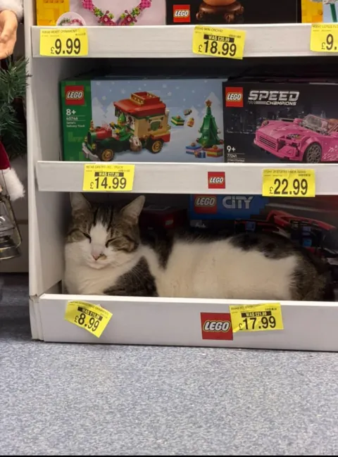 Oscar was caught sleeping on the job, disguised as Lego. Management not happy.