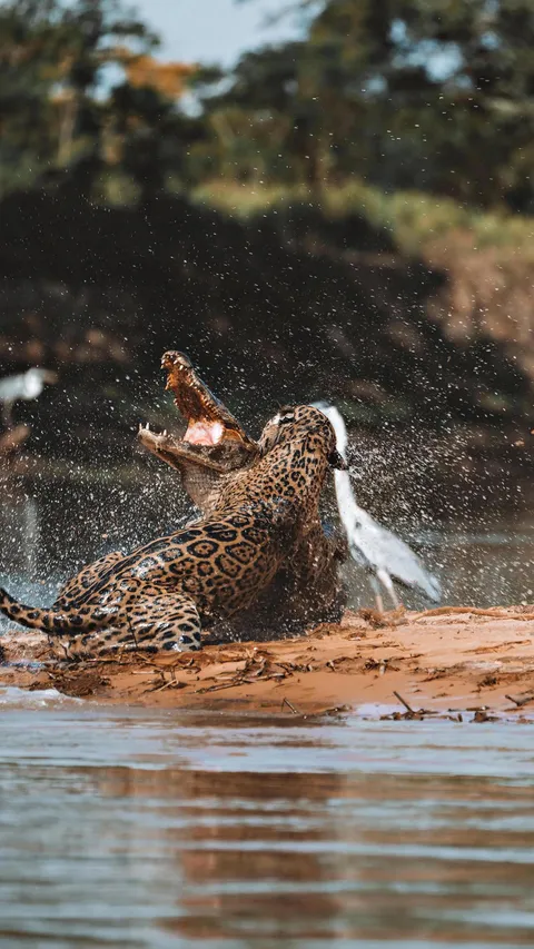 🔥 Jaguar wrestles with a large caiman by the river edge.