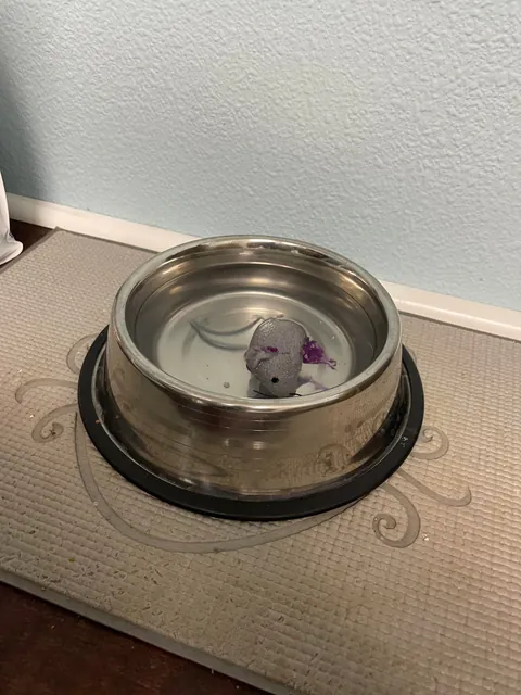 The dunking of her favorite mousey: my least favorite ritual