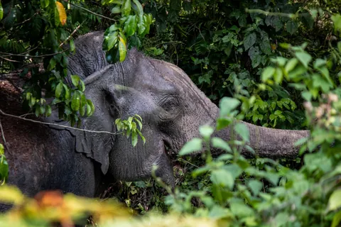 Some Thai wildlife shots from over the last year