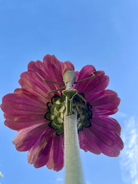 My 2nd year gardening, and I’m proud to share ‘em!