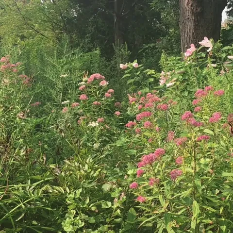 Nothing better then starting the week then with a new personal butterfly record.