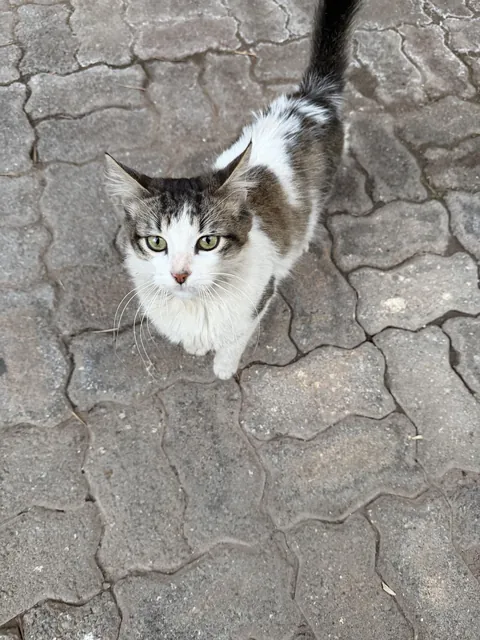 This cat keeps following me every day. I’m not a cat person, but I’m thinking about adopting her.