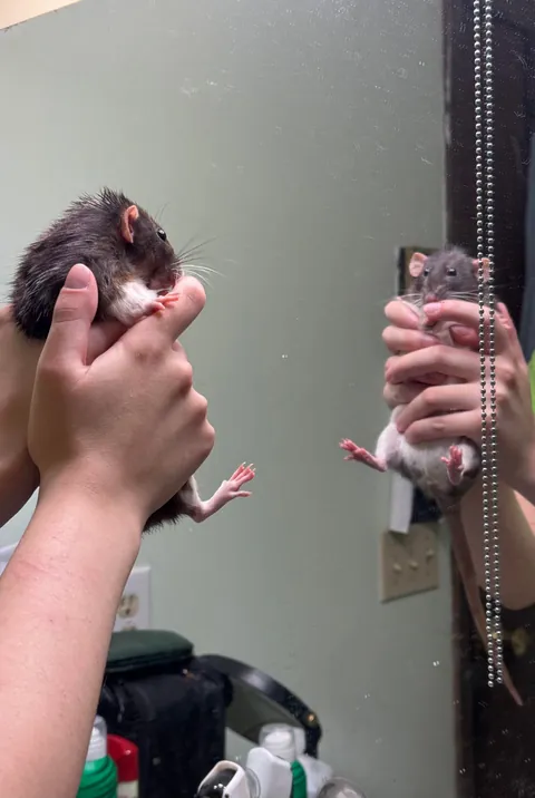 What’s Spork thinking when she sees her reflection?