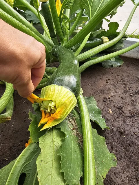 Why is it like this?